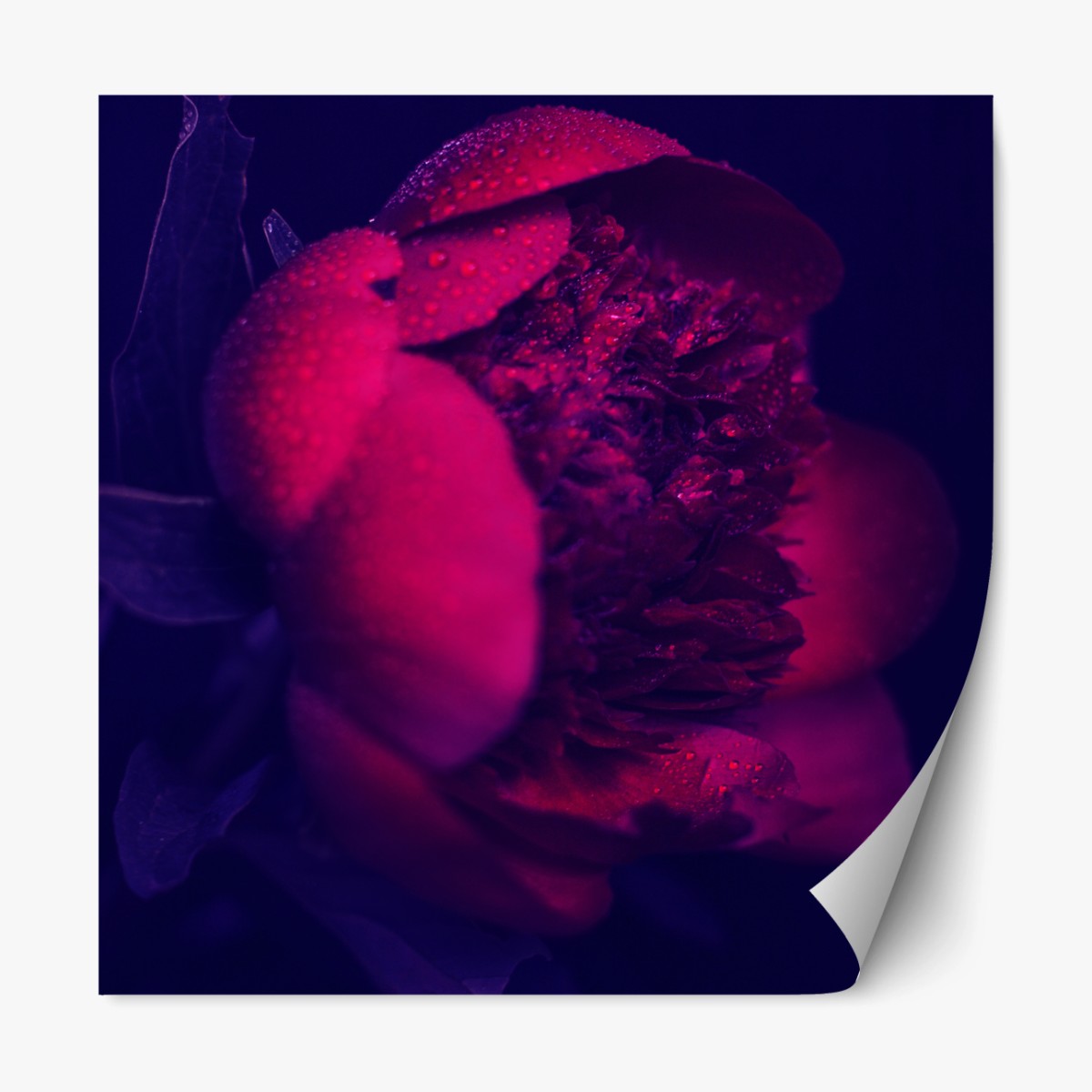 Repositionierbarer Aufkleber stimmungsvolle rosa pfingstrose nahaufnahme – Wallnifity® Repositionierbarer Aufkleber stimmungsvolle rosa pfingstrose nahaufnahme – Wallnifity®