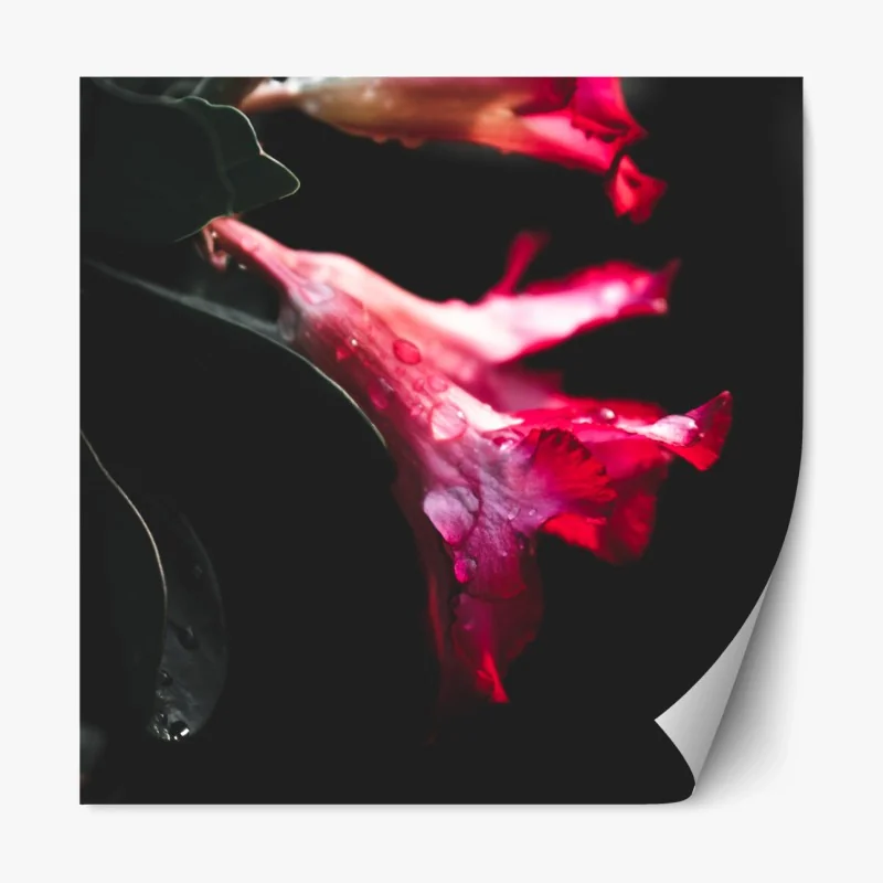 Repositionierbarer Aufkleber rosa trompetenblume mit tau