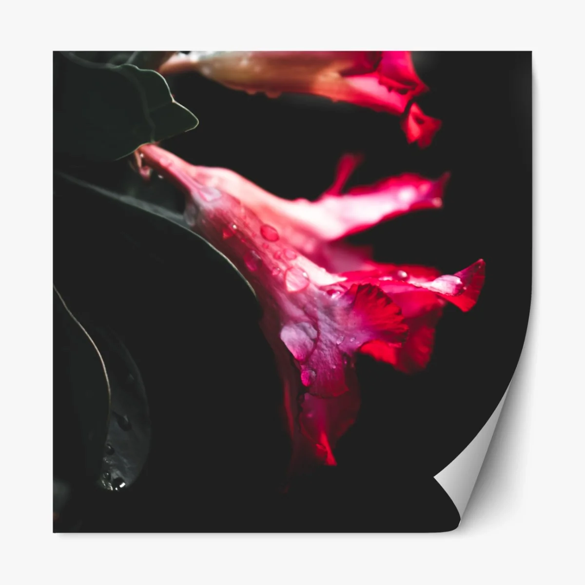 Repositionierbarer Aufkleber rosa trompetenblume mit tau – Wallnifity® Repositionierbarer Aufkleber rosa trompetenblume mit tau – Wallnifity®