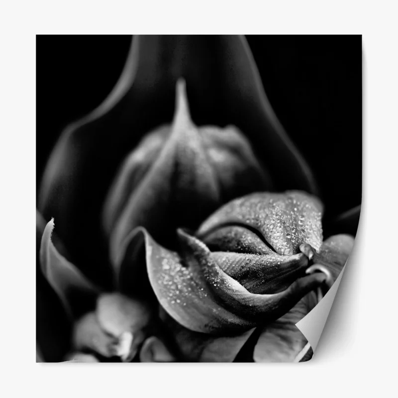 Repositionierbarer Aufkleber monochrome nahaufnahme blüte mit tau