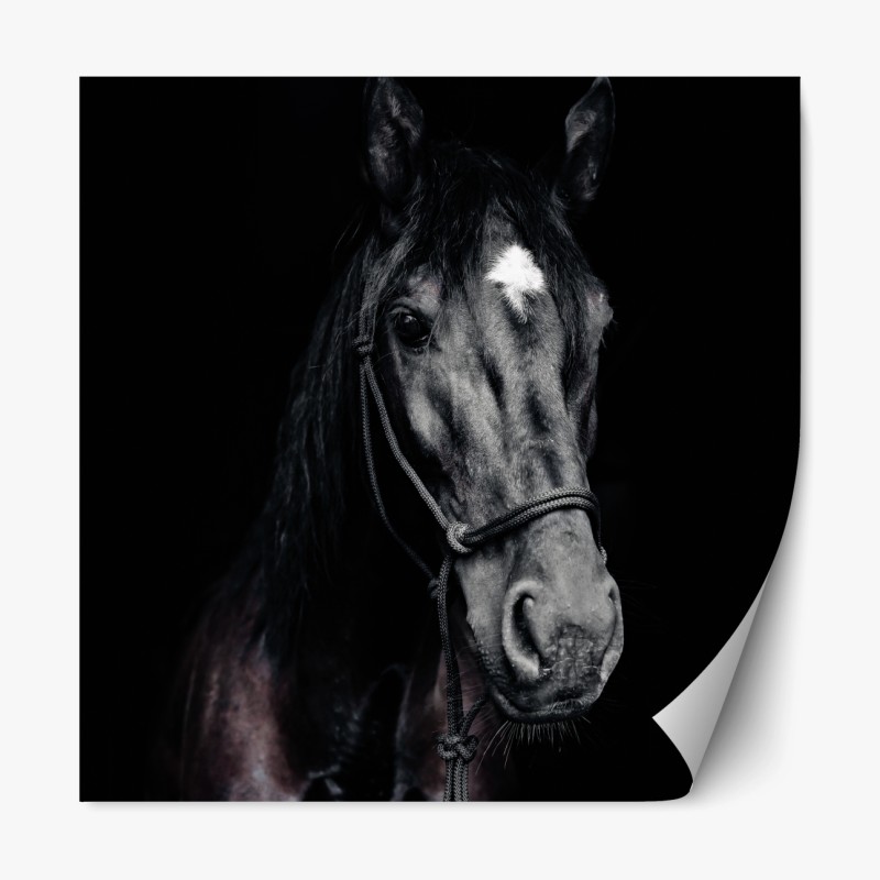 Repositionierbarer Aufkleber majestätisches pferdeporträt