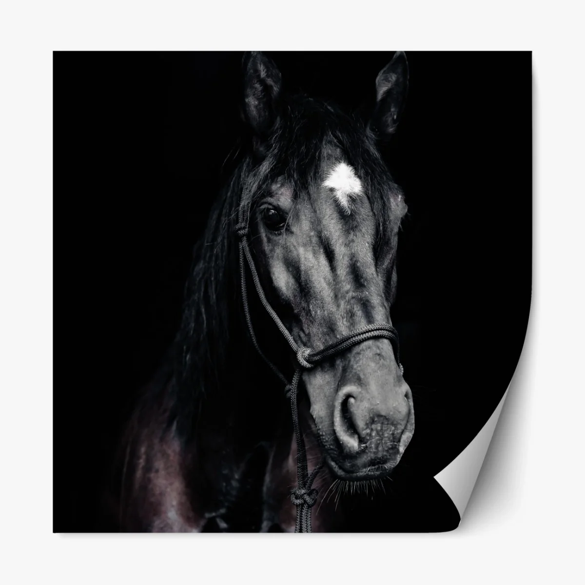 Repositionierbarer Aufkleber majestätisches pferdeporträt – Wallnifity® Repositionierbarer Aufkleber majestätisches pferdeporträt – Wallnifity®