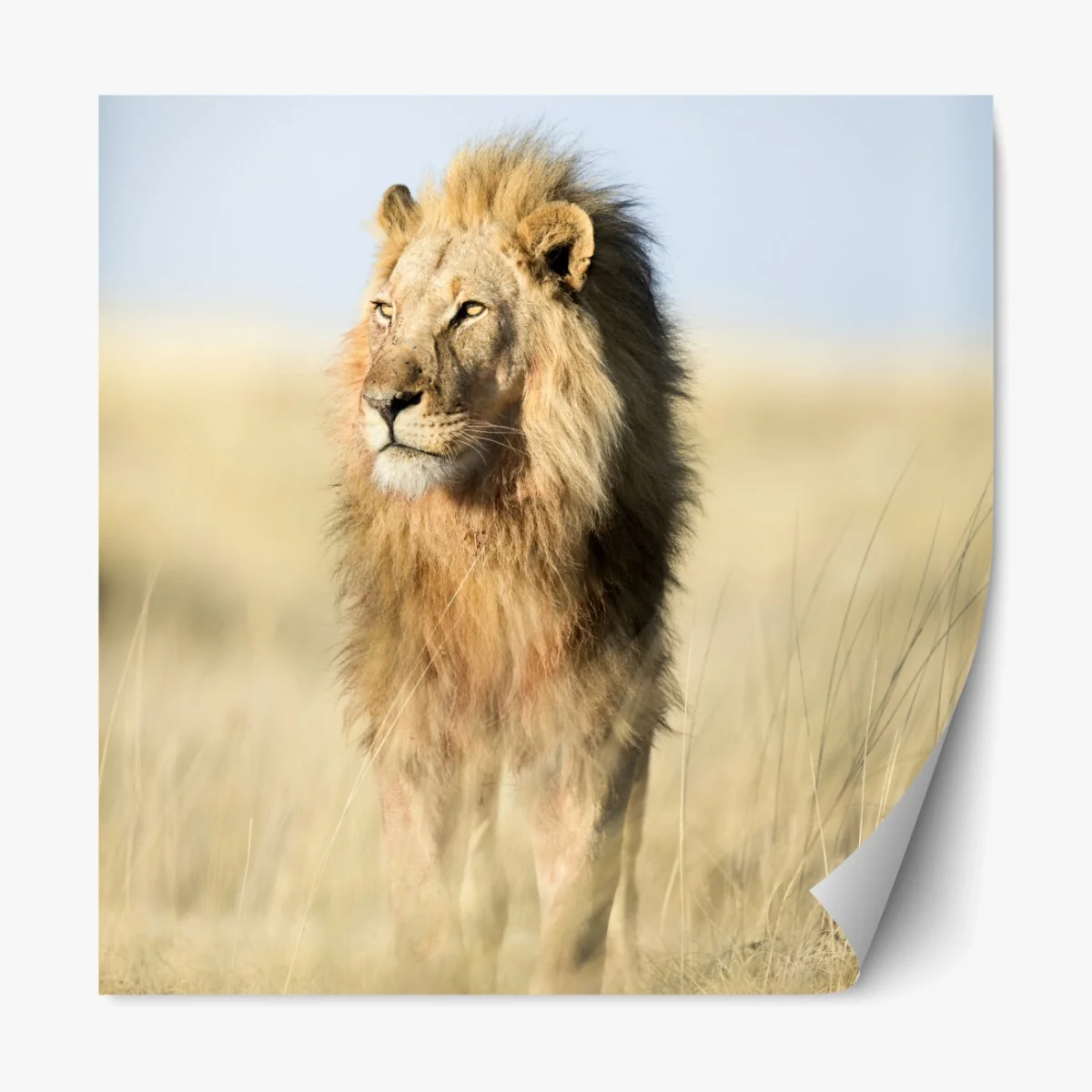 Repositionierbarer Aufkleber majestätischer löwe in der steppe – Wallnifity® Repositionierbarer Aufkleber majestätischer löwe in der steppe – Wallnifity®