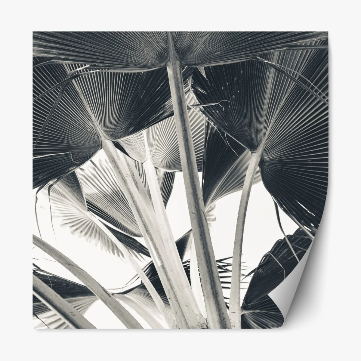 Repositionierbarer Aufkleber tropische komposition von bananenblättern – Wallnifity® Repositionierbarer Aufkleber tropische komposition von bananenblättern – Wallnifity®