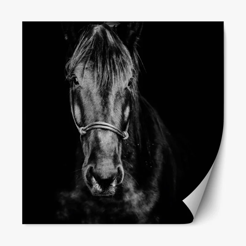 Repositionierbarer Aufkleber dramatisches pferdeporträt in monochrom