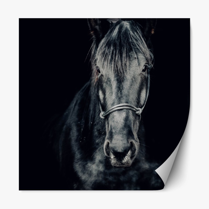 Repositionierbarer Aufkleber majestätisches schwarzes pferdeporträt