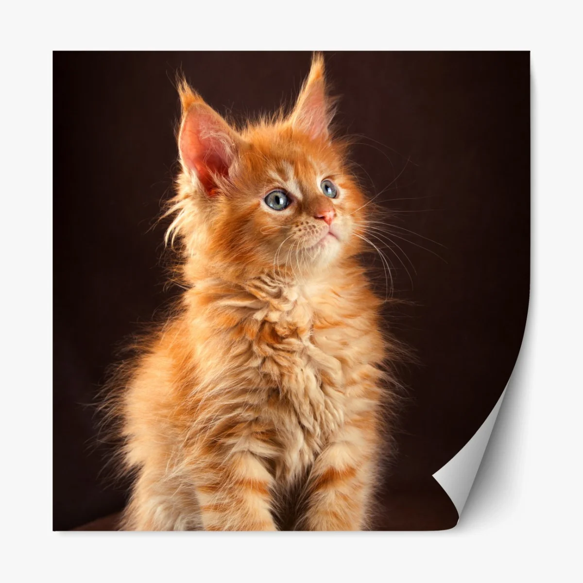 Repositionierbarer Aufkleber niedliches rotes kätzchenportrait – Wallnifity® Repositionierbarer Aufkleber niedliches rotes kätzchenportrait – Wallnifity®