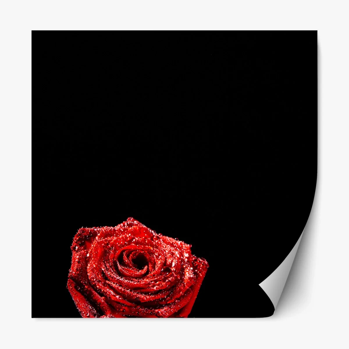 Repositionierbarer Aufkleber rote rose mit tautröpfchen vor schwarzem hintergrund – Wallnifity® Repositionierbarer Aufkleber rote rose mit tautröpfchen vor schwarzem hintergrund – Wallnifity®