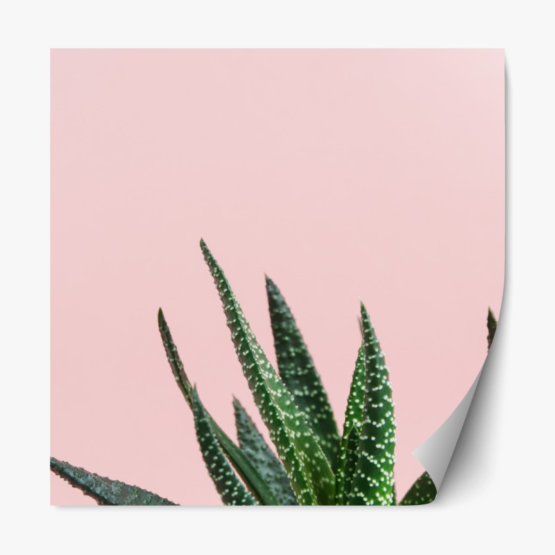 Repositionierbarer Aufkleber grüner aloes auf rosa hintergrund