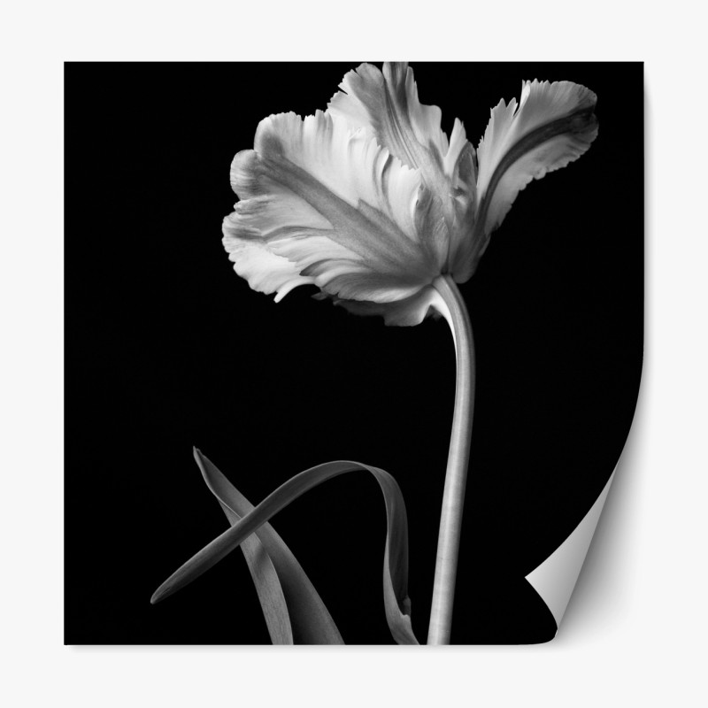 Repositionierbarer Aufkleber elegante monochrome tulpe