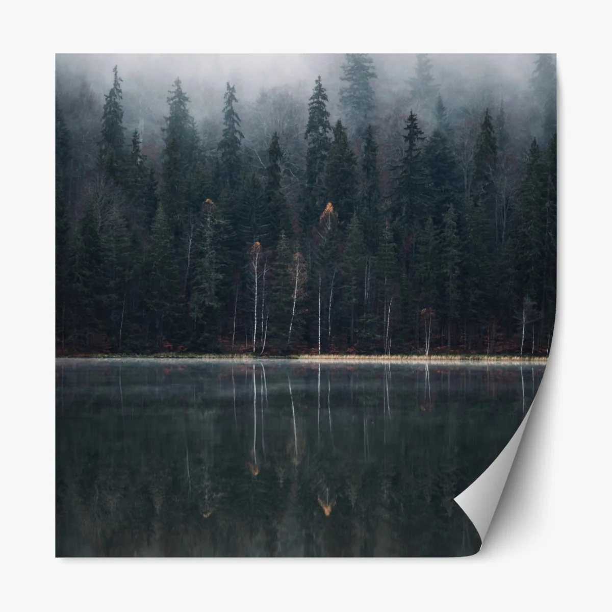 Repositionierbarer Aufkleber neblige waldreflexion – Wallnifity®
