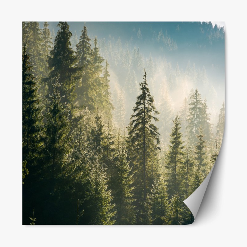 Repositionierbarer Aufkleber nebliger fichtenwald im morgenlicht