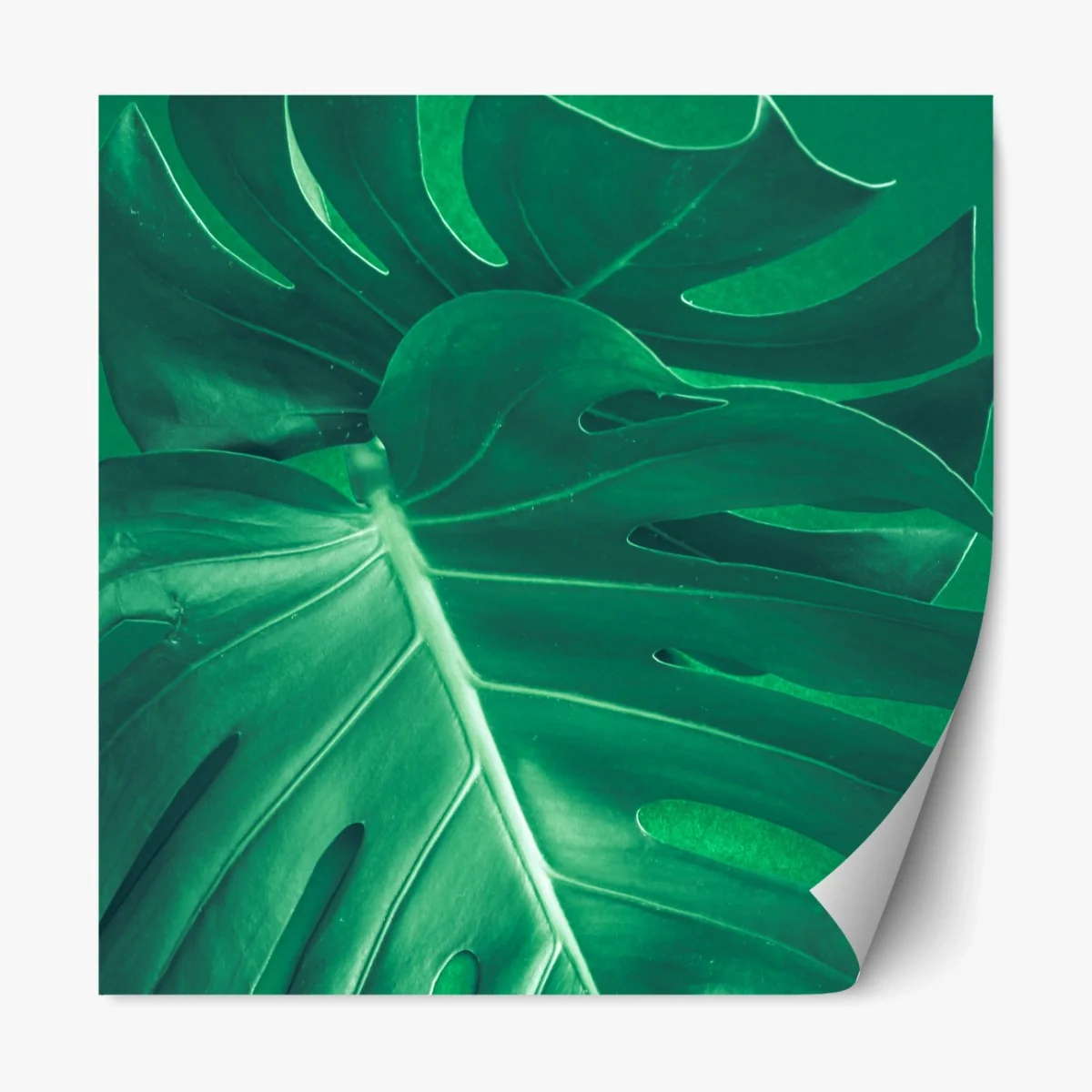 Repositionierbarer Aufkleber prächtiges monstera-blatt nahaufnahme – Wallnifity® Repositionierbarer Aufkleber prächtiges monstera-blatt nahaufnahme – Wallnifity®