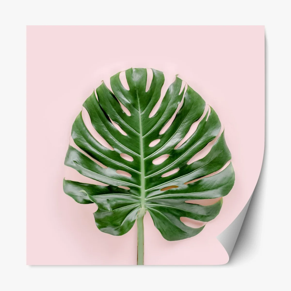 Repositionierbarer Aufkleber monstera-blatt auf pastell-rosa hintergrund – Wallnifity® Repositionierbarer Aufkleber monstera-blatt auf pastell-rosa hintergrund – Wallnifity®