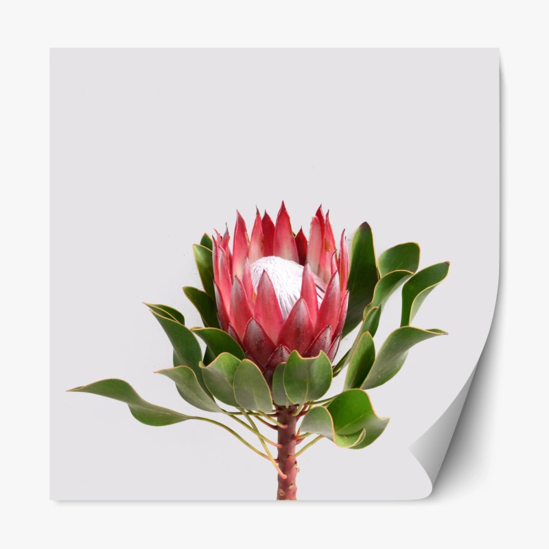 Repositionierbarer Aufkleber rosa protea auf neutralem hintergrund