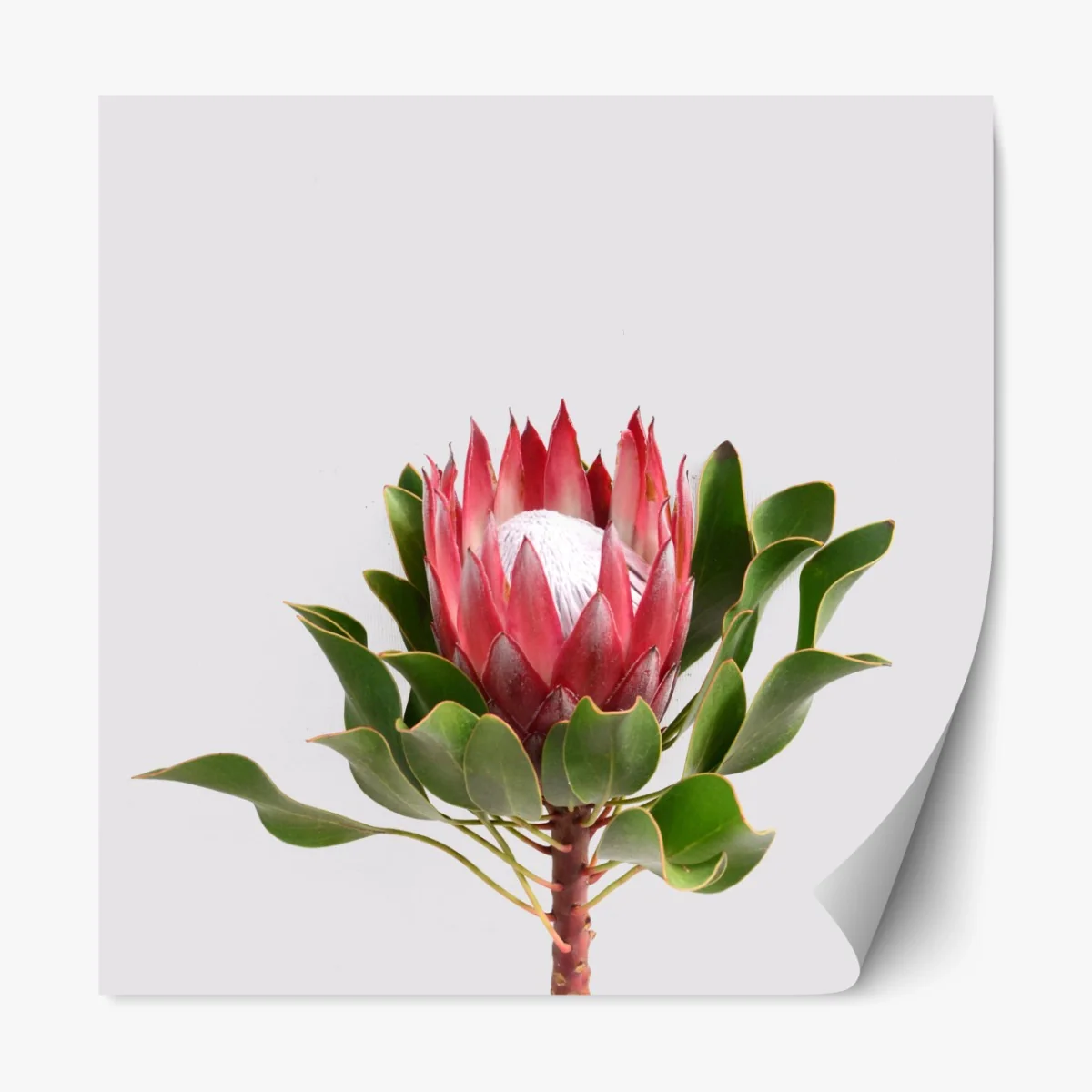 Repositionierbarer Aufkleber rosa protea auf neutralem hintergrund – Wallnifity® Repositionierbarer Aufkleber rosa protea auf neutralem hintergrund – Wallnifity®