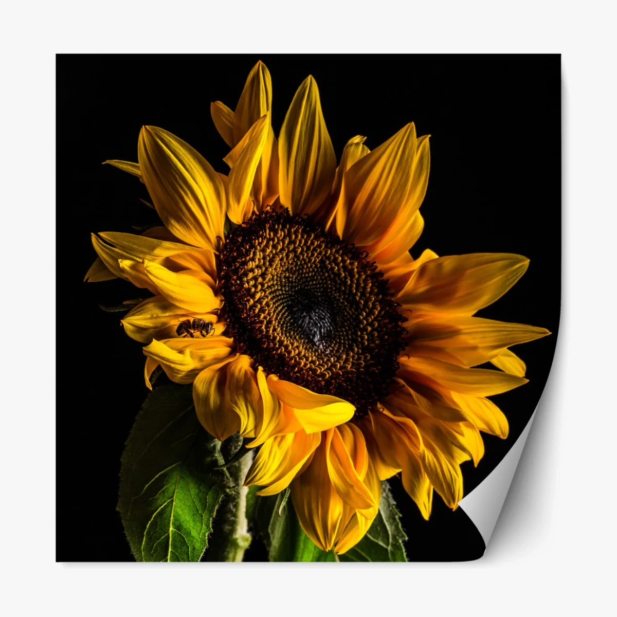 Repositionierbarer Aufkleber goldene sonnenblume in nahaufnahme – Wallnifity® Repositionierbarer Aufkleber goldene sonnenblume in nahaufnahme – Wallnifity®