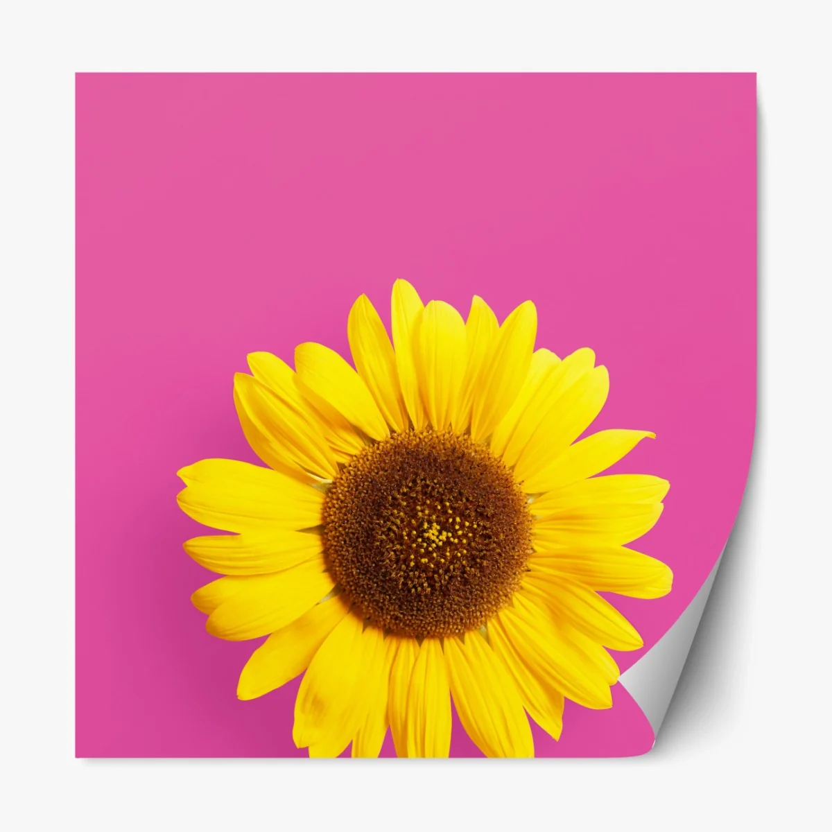 Repositionierbarer Aufkleber leuchtende sonnenblume auf rosa hintergrund – Wallnifity® Repositionierbarer Aufkleber leuchtende sonnenblume auf rosa hintergrund – Wallnifity®