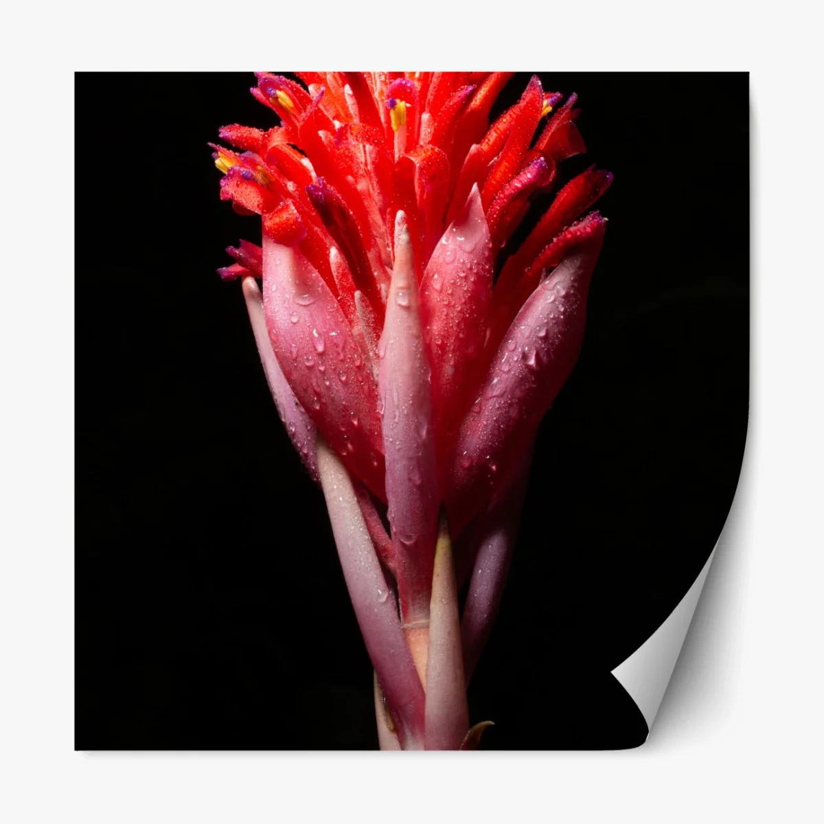 Repositionierbarer Aufkleber leuchtende rosa blüte vor schwarzem hintergrund – Wallnifity®