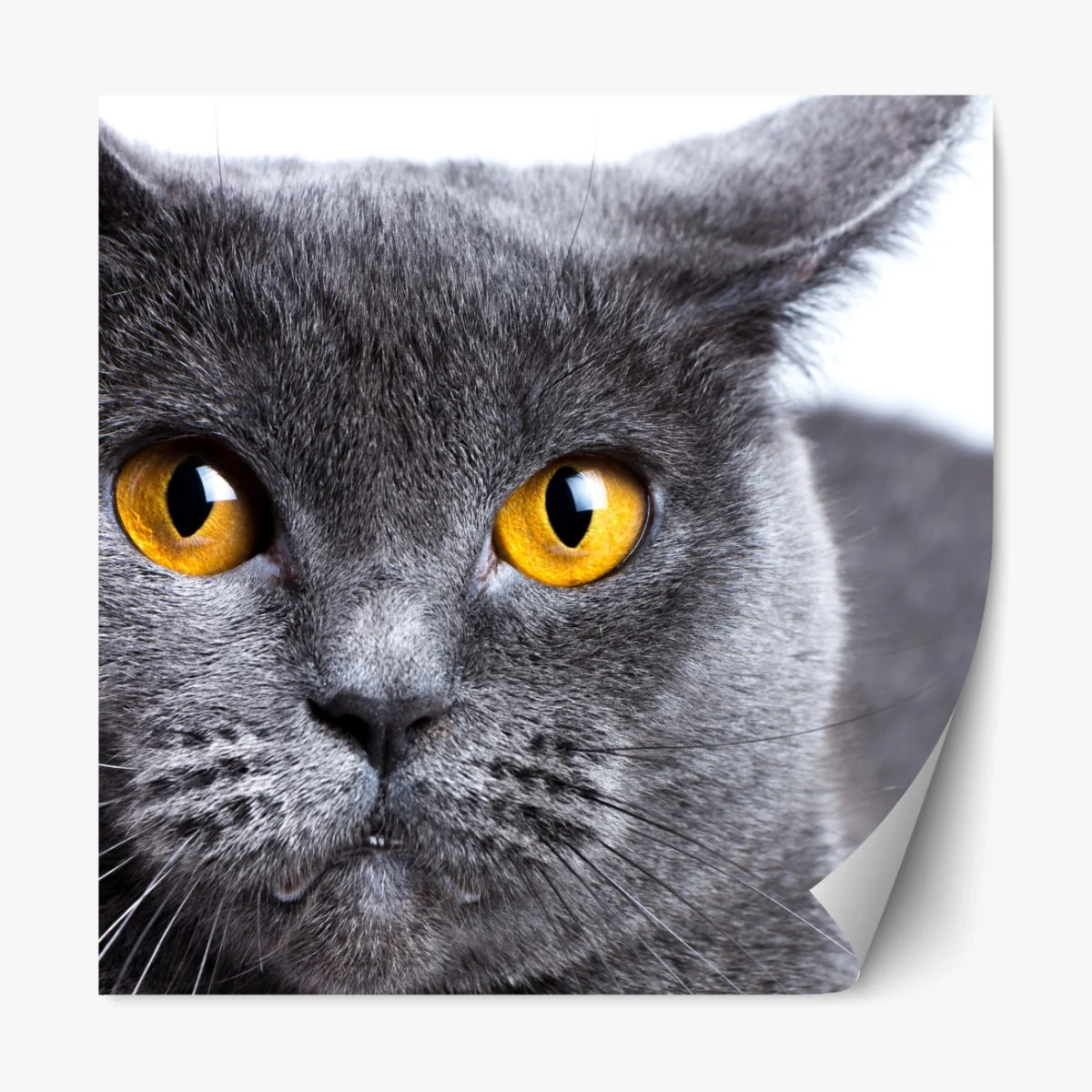 Repositionierbarer Aufkleber ausdrucksstarkes porträt einer grauen katze mit goldenen augen – Wallnifity® Repositionierbarer Aufkleber ausdrucksstarkes porträt einer grauen katze mit goldenen augen – Wallnifity®