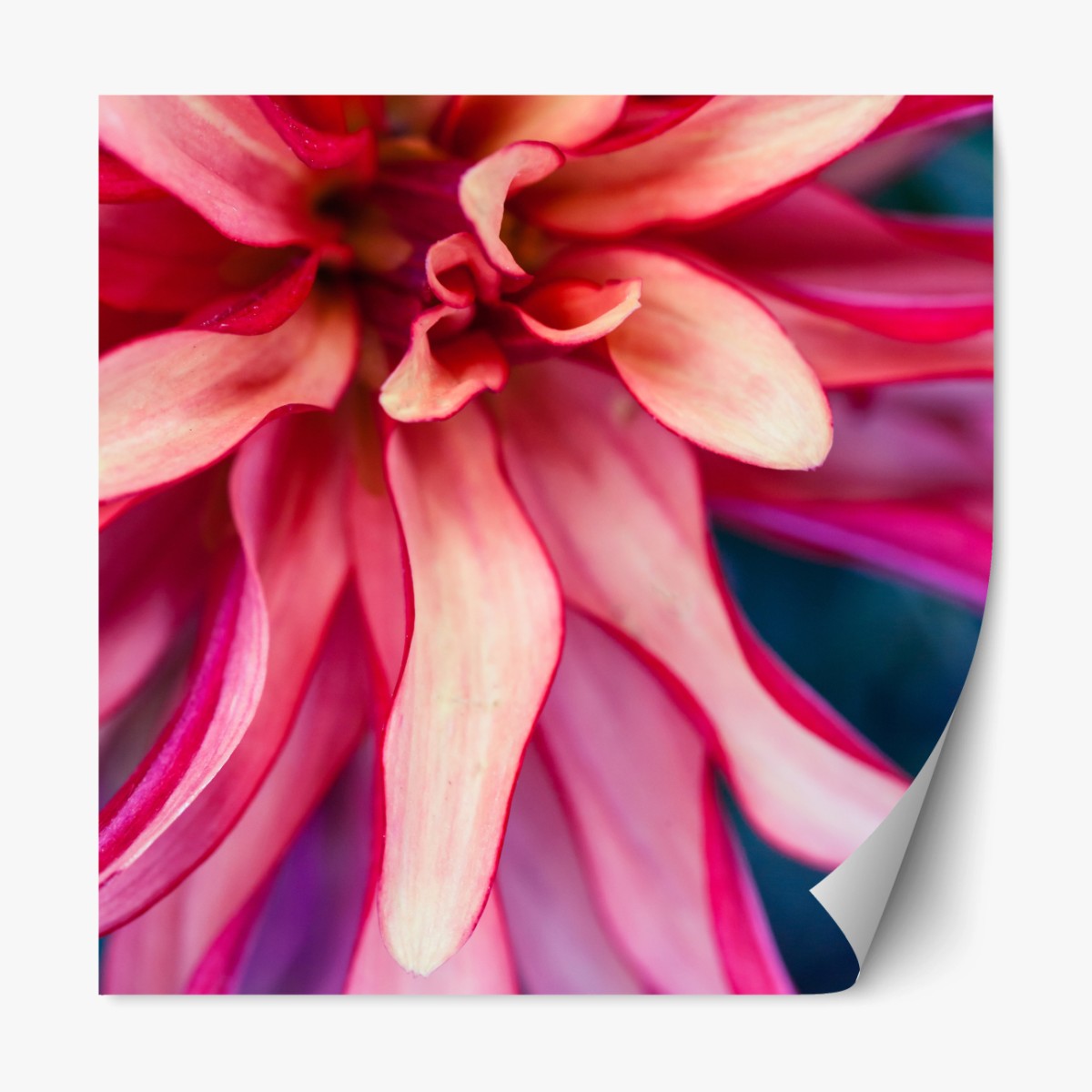 Repositionierbarer Aufkleber vibrantes rosa blütenmakro – Wallnifity®