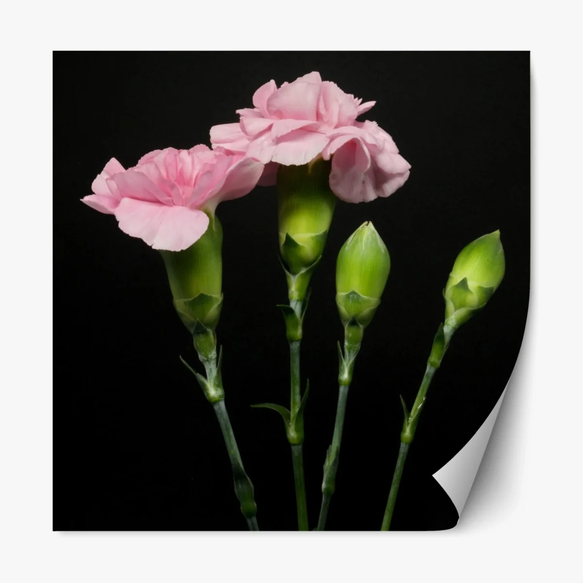 Repositionierbarer Aufkleber rosa nelken vor schwarzem hintergrund – Wallnifity®