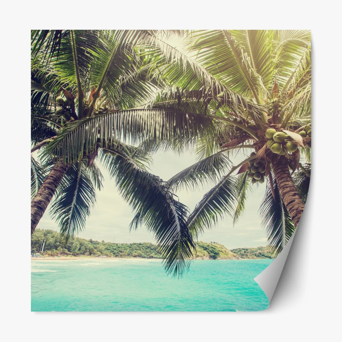 Repositionierbarer Aufkleber tropische kokospalmen am türkisfarbenen meer – Wallnifity® Repositionierbarer Aufkleber tropische kokospalmen am türkisfarbenen meer – Wallnifity®
