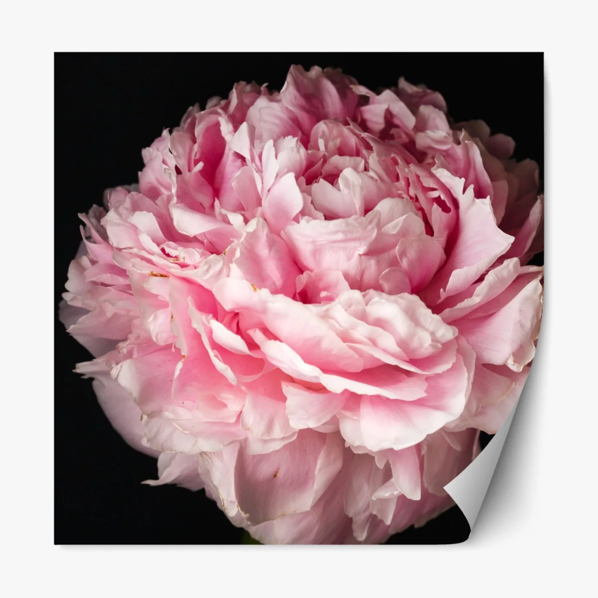 Repositionierbarer Aufkleber zarte rosa pfingstrose nahaufnahme – Wallnifity® Repositionierbarer Aufkleber zarte rosa pfingstrose nahaufnahme – Wallnifity®