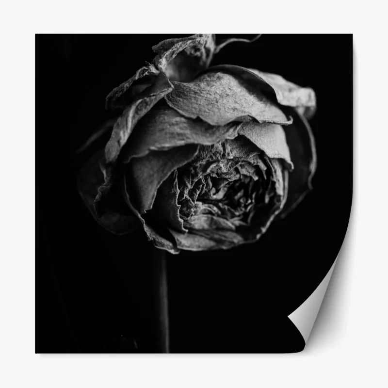 Repositionierbarer Aufkleber waldweg durch neblige kiefern – Wallnifity®