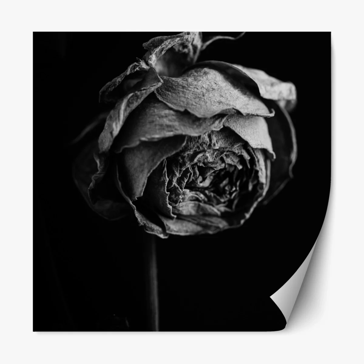 Repositionierbarer Aufkleber monochrome getrocknete rose – Wallnifity® Repositionierbarer Aufkleber monochrome getrocknete rose – Wallnifity®