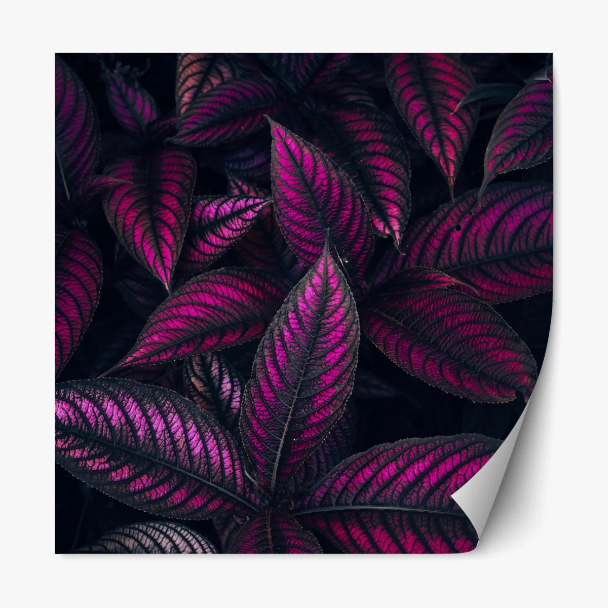 Repositionierbarer Aufkleber leuchtendes violettes blättermotiv – Wallnifity® Repositionierbarer Aufkleber leuchtendes violettes blättermotiv – Wallnifity®