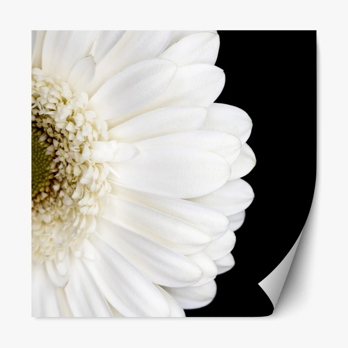 Repositionierbarer Aufkleber weiße gerbera auf schwarzem hintergrund minimalistische nahaufnahme – Wallnifity®