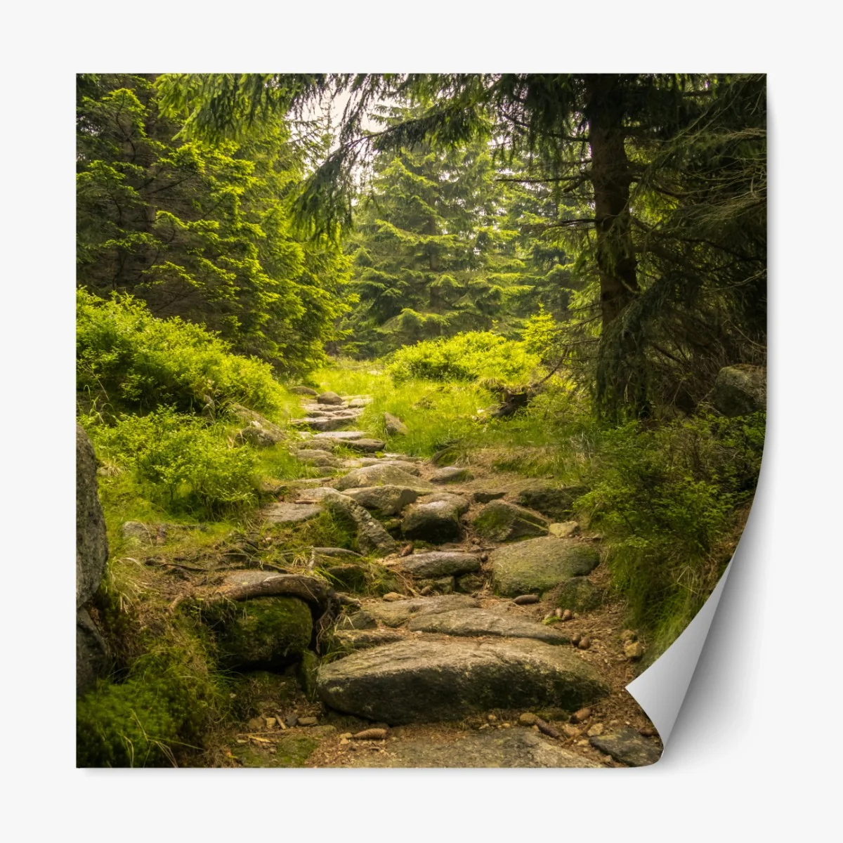 Repositionierbarer Aufkleber ruhiger waldweg durch nadelwald – Wallnifity® Repositionierbarer Aufkleber ruhiger waldweg durch nadelwald – Wallnifity®