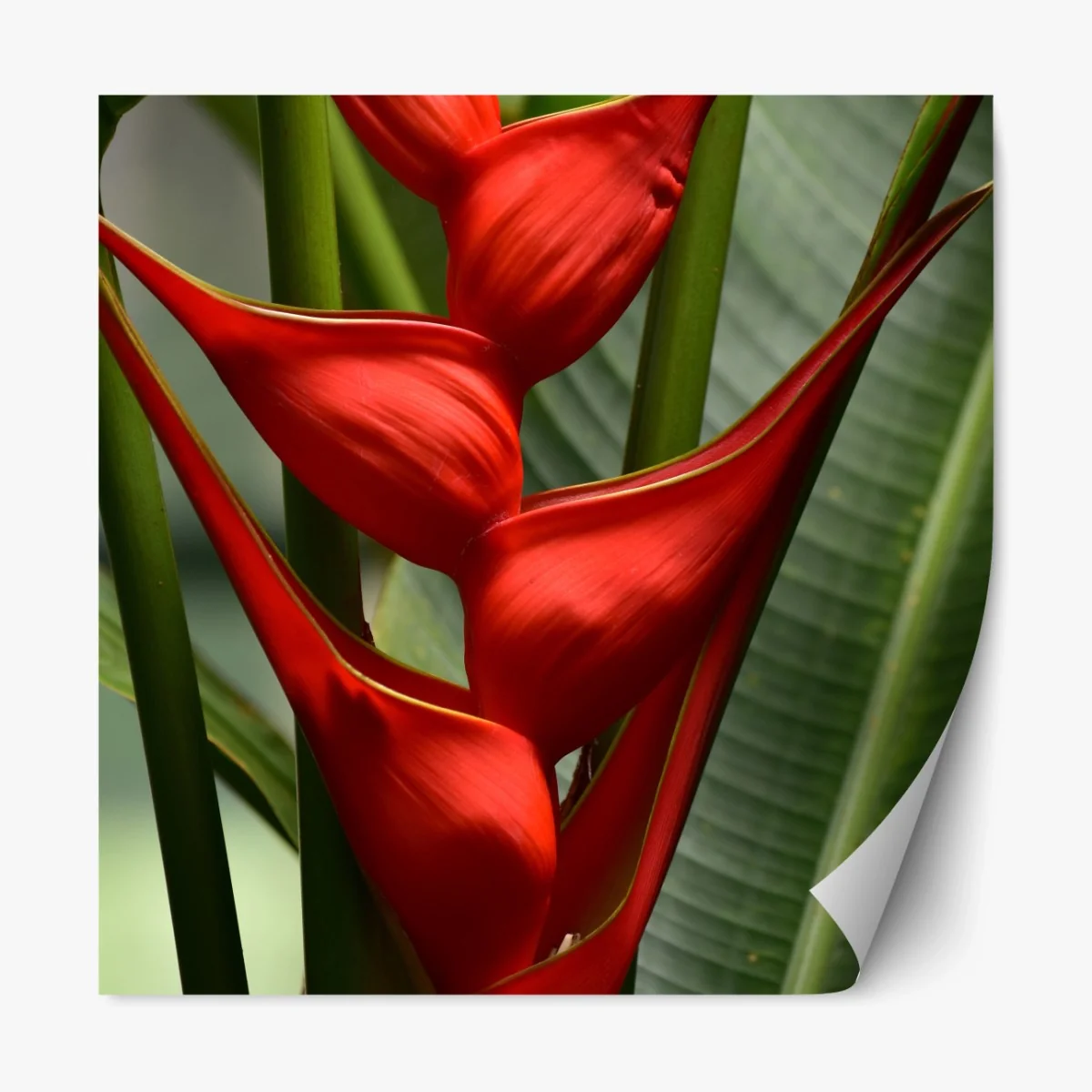 Repositionierbarer Aufkleber leuchtende rote heliconia blüte – Wallnifity® Repositionierbarer Aufkleber leuchtende rote heliconia blüte – Wallnifity®