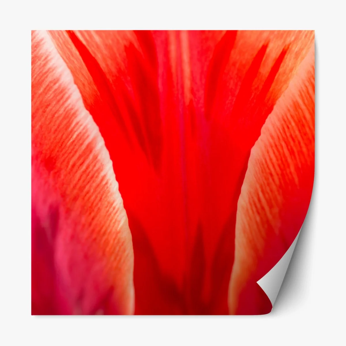 Repositionierbarer Aufkleber leuchtende rote tulpen nahaufnahme – Wallnifity®