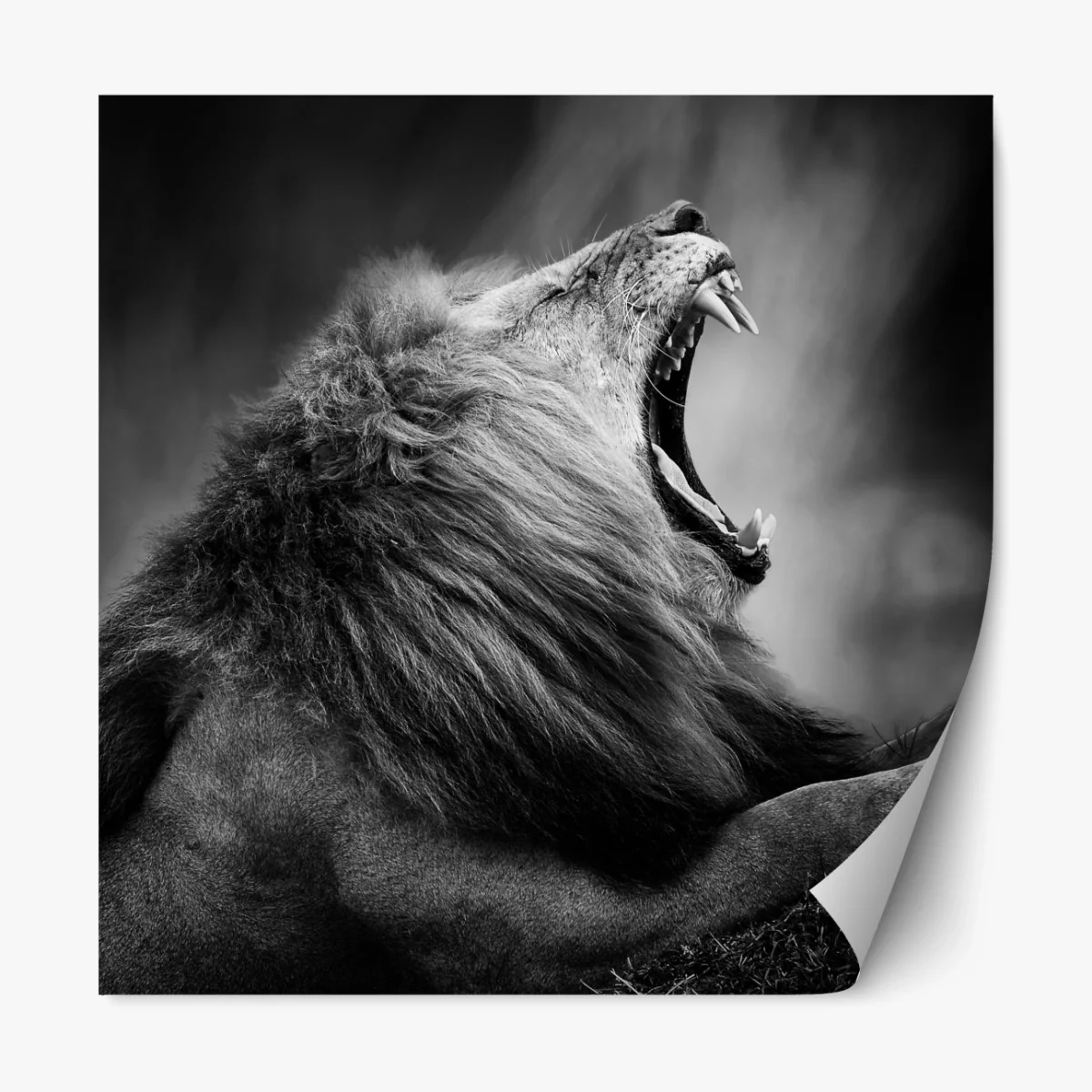 Repositionierbarer Aufkleber majestätischer brüllender löwe in monochrom – Wallnifity® Repositionierbarer Aufkleber majestätischer brüllender löwe in monochrom – Wallnifity®