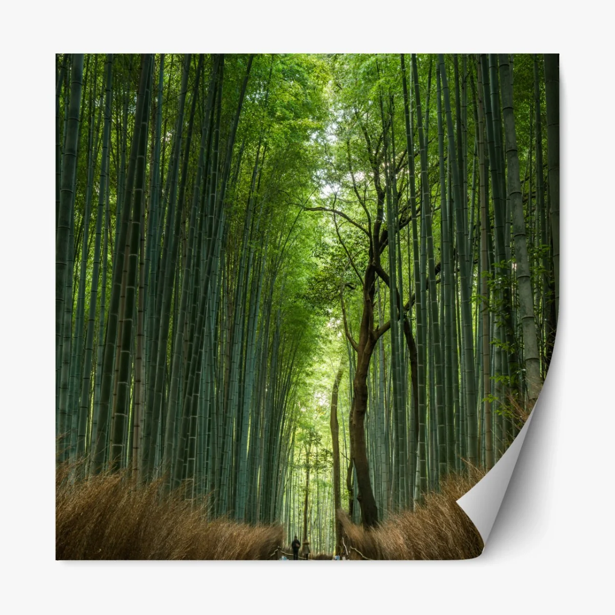 Repositionierbarer Aufkleber ruhiger bambushainpfad – Wallnifity® Repositionierbarer Aufkleber ruhiger bambushainpfad – Wallnifity®