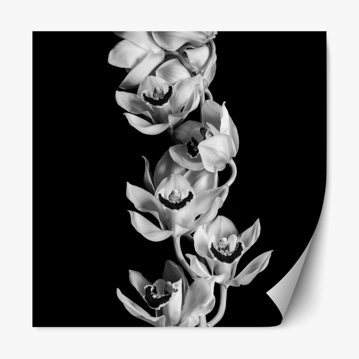 Repositionierbarer Aufkleber eleganter monochromer orchideenstiel – Wallnifity® Repositionierbarer Aufkleber eleganter monochromer orchideenstiel – Wallnifity®