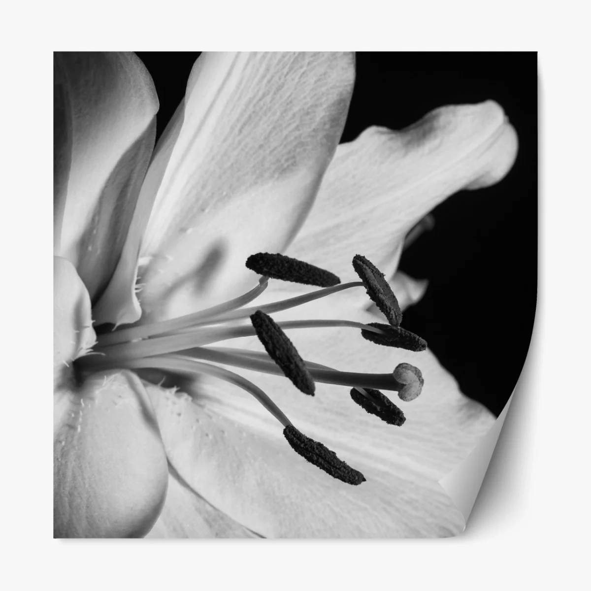 Repositionierbarer Aufkleber monochrome lilie nahaufnahme – Wallnifity® Repositionierbarer Aufkleber monochrome lilie nahaufnahme – Wallnifity®