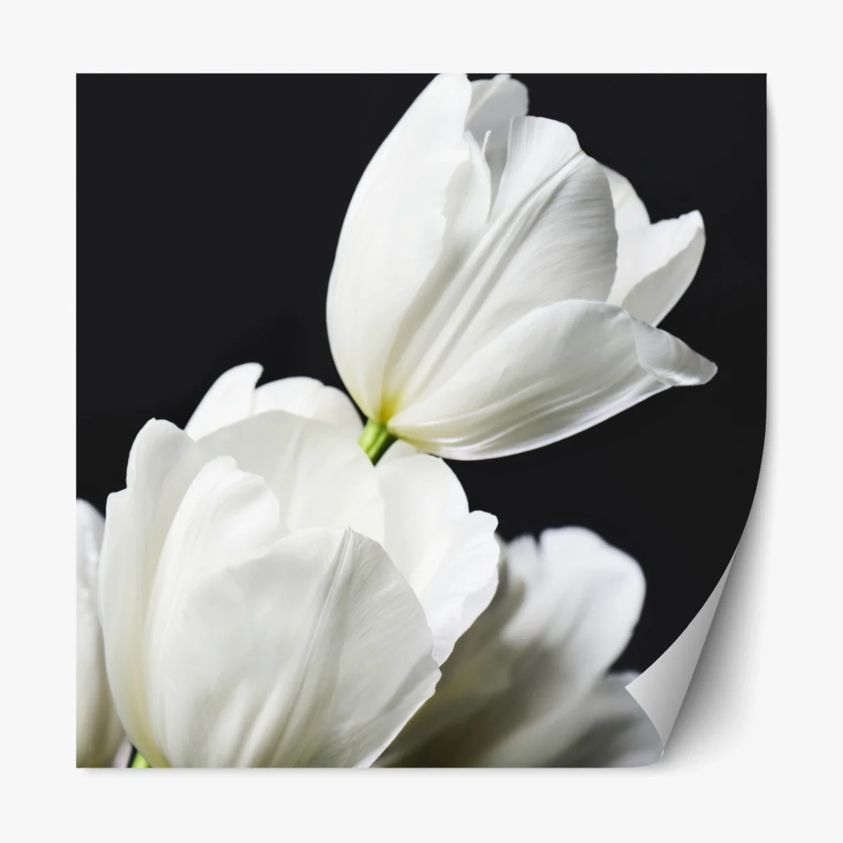 Repositionierbarer Aufkleber weißer tulpenstrauß vor dunklem hintergrund – Wallnifity® Repositionierbarer Aufkleber weißer tulpenstrauß vor dunklem hintergrund – Wallnifity®