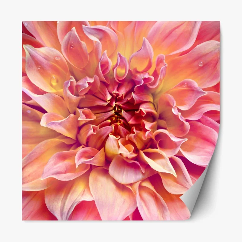 Repositionierbarer Aufkleber rosa dahlie nahaufnahme