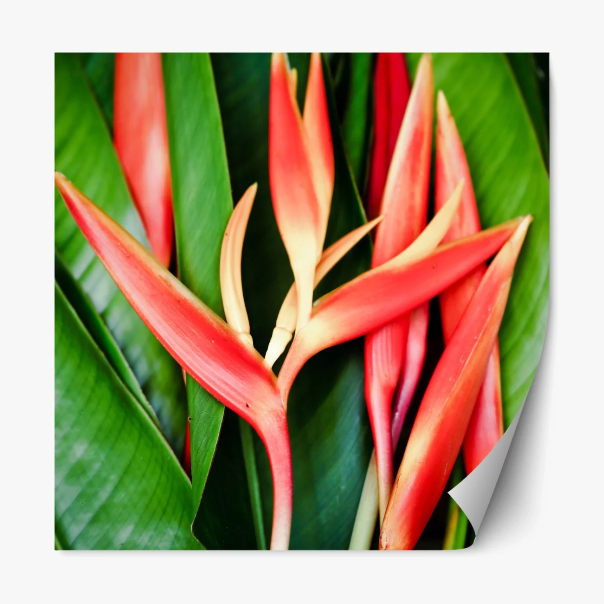 Repositionierbarer Aufkleber leuchtende tropische heliconia-blüten – Wallnifity® Repositionierbarer Aufkleber leuchtende tropische heliconia-blüten – Wallnifity®