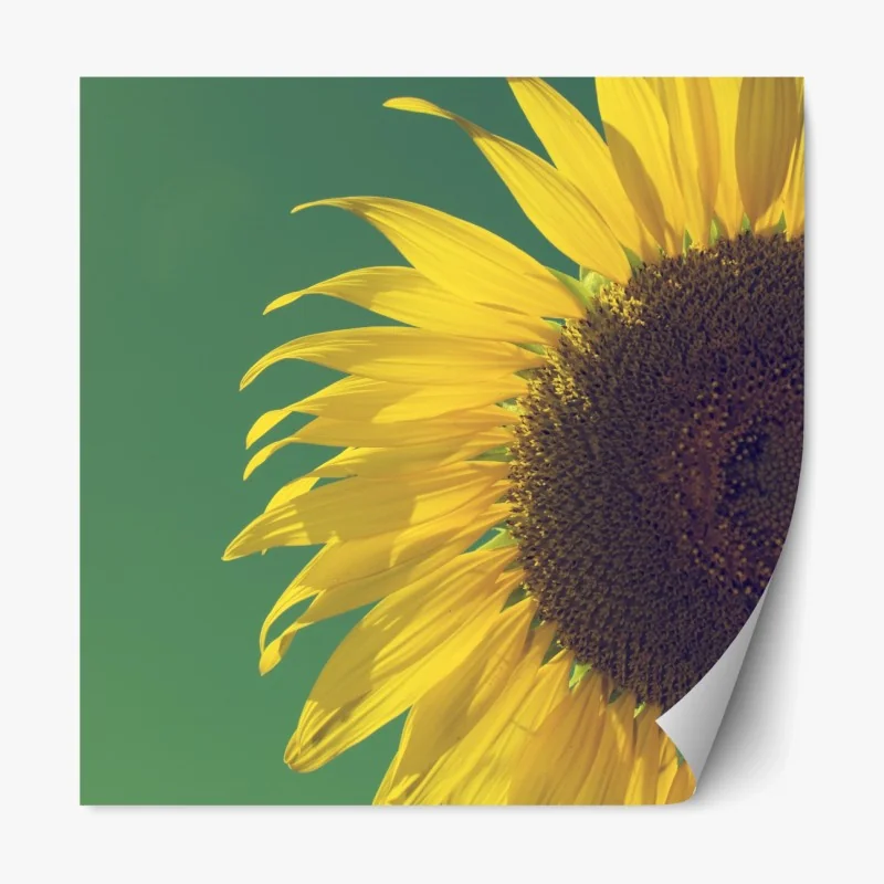 Repositionierbarer Aufkleber sonnenbeschienene wiese im abendlicht – Wallnifity®