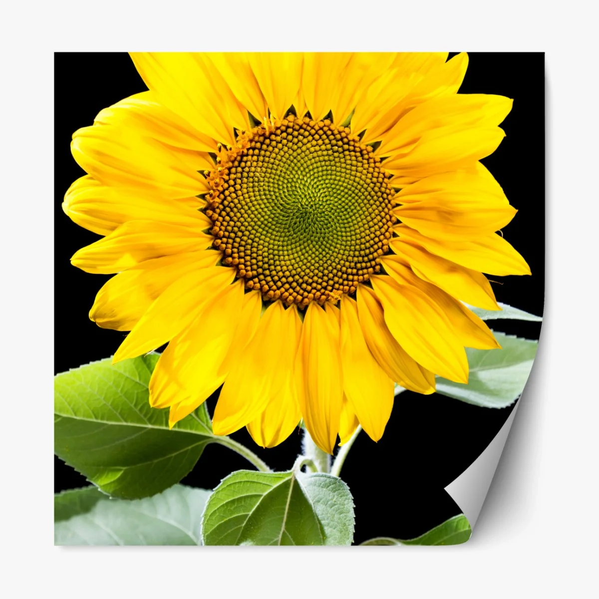 Repositionierbarer Aufkleber leuchtende sonnenblume vor schwarzem hintergrund – Wallnifity® Repositionierbarer Aufkleber leuchtende sonnenblume vor schwarzem hintergrund – Wallnifity®