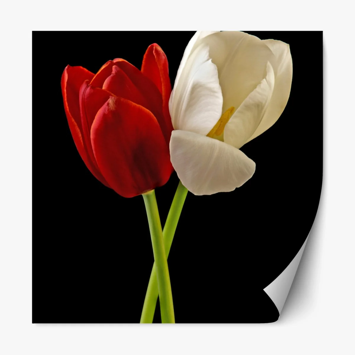 Repositionierbarer Aufkleber rote und weiße tulpen auf schwarzem hintergrund – Wallnifity® Repositionierbarer Aufkleber rote und weiße tulpen auf schwarzem hintergrund – Wallnifity®