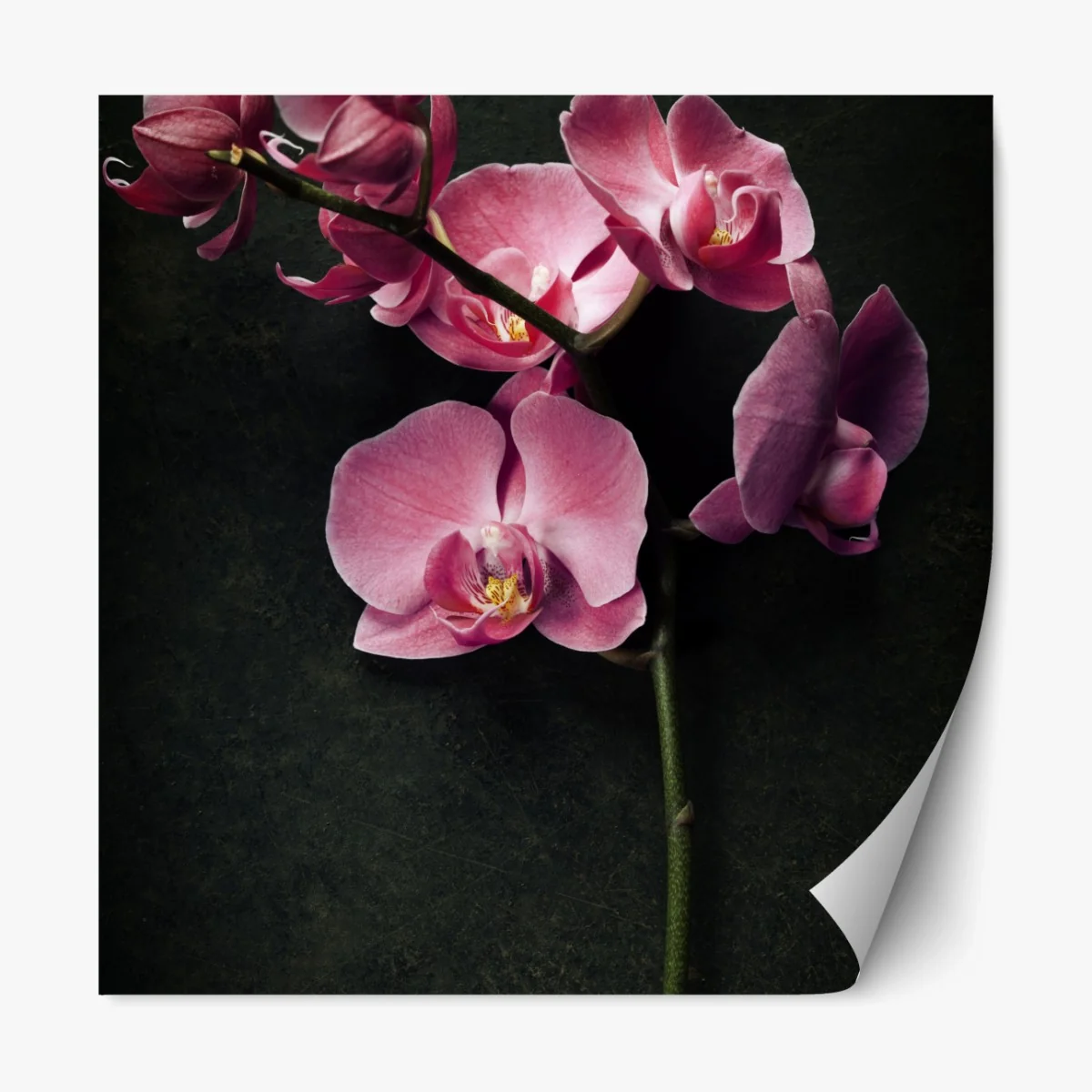Repositionierbarer Aufkleber rosa orchidee vor dunklem vintage-hintergrund – Wallnifity® Repositionierbarer Aufkleber rosa orchidee vor dunklem vintage-hintergrund – Wallnifity®