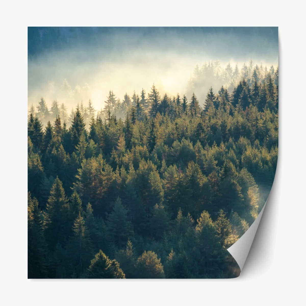 Repositionierbarer Aufkleber nebliger kiefernwald im morgenlicht – Wallnifity® Repositionierbarer Aufkleber nebliger kiefernwald im morgenlicht – Wallnifity®