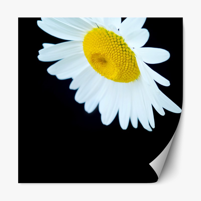 Repositionierbarer Aufkleber weißes gänseblümchen nahaufnahme vor schwarzem hintergrund