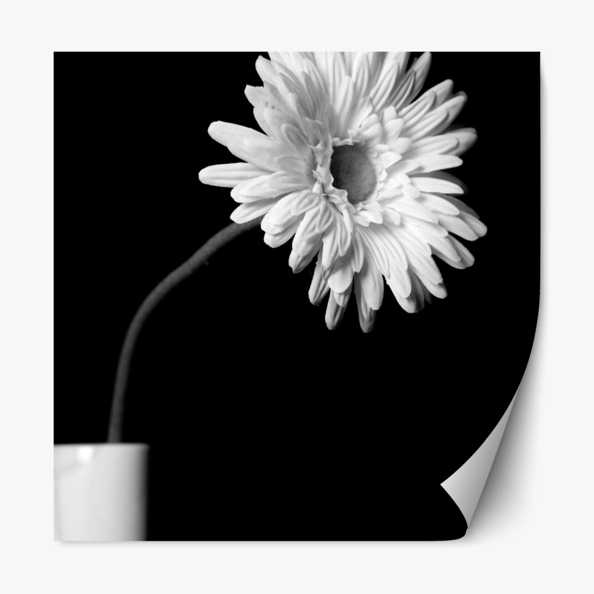 Repositionierbarer Aufkleber weiße gerbera vor schwarzem hintergrund – Wallnifity® Repositionierbarer Aufkleber weiße gerbera vor schwarzem hintergrund – Wallnifity®