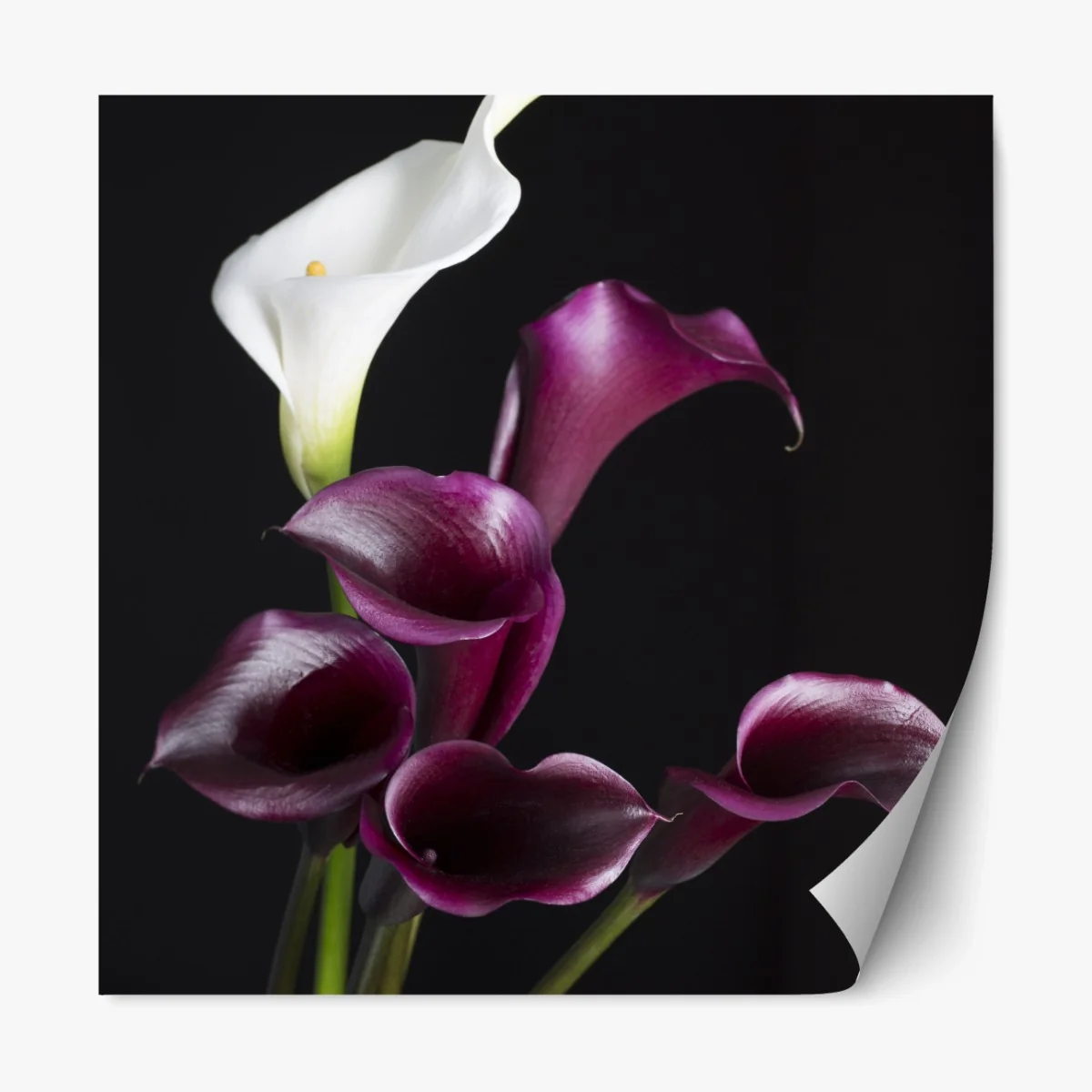 Repositionierbarer Aufkleber elegante violette und weiße callas – Wallnifity® Repositionierbarer Aufkleber elegante violette und weiße callas – Wallnifity®